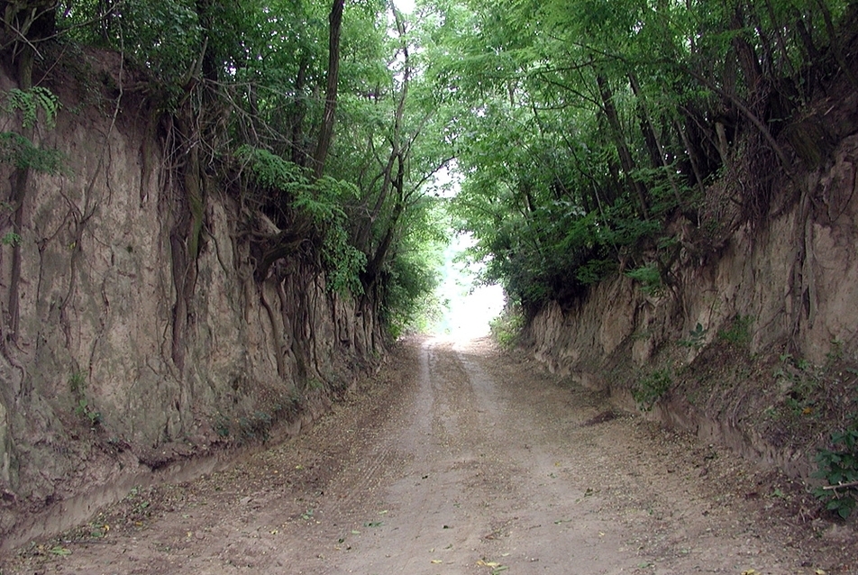 Gyönk, Löszmélyút, 2004., fotó: Csima Péter