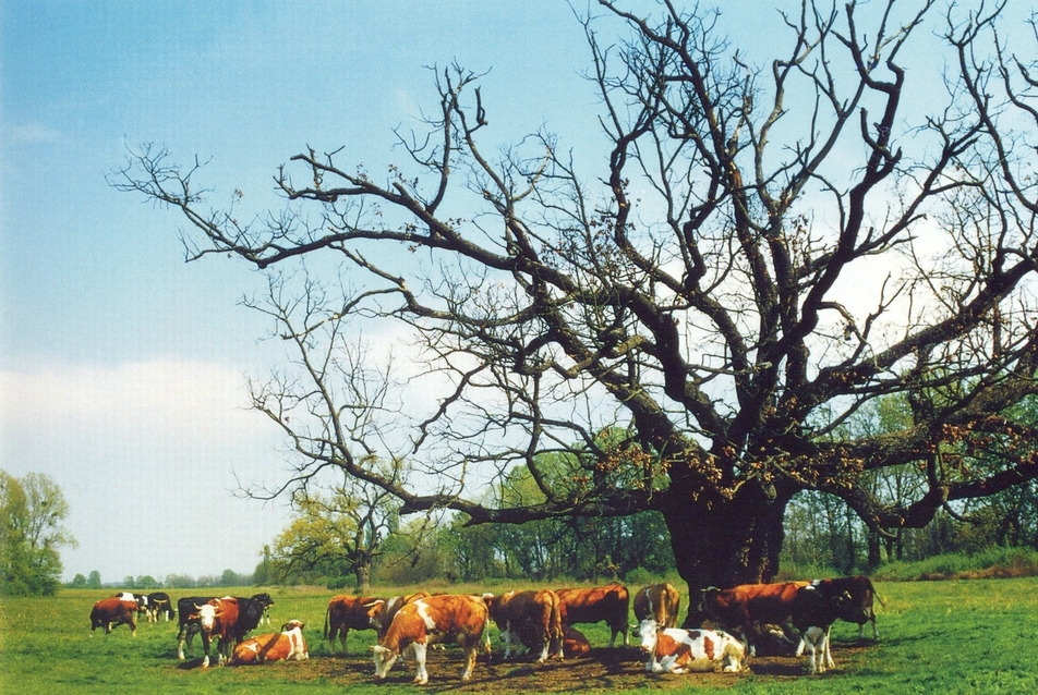 Delelő gulya a piskói legelőn (forrás: LANTOS Miklós: Ormánság)