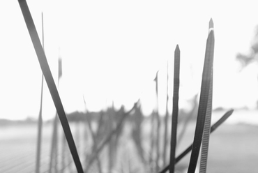 Puli - dAM 2014