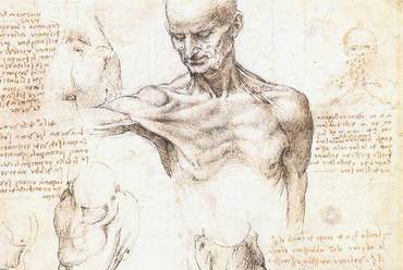  Leonardo da Vinci, Anatómiai tanulmány az emberi vállról (1509-10)Royal Library, Windsor