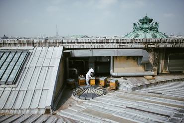 Kaptárak a párizsi opera tetején. Fotó: New York Times