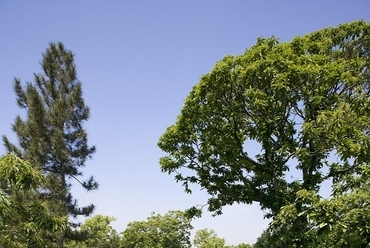 Kew Garden, London (Fotó. Marks Barfield Architects)