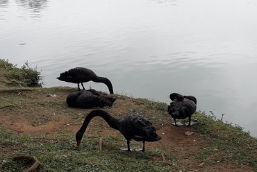 Parque Ibirapuera, hétköznapi látványnak számító fekete hattyúk. Fotó: Paár Eszter Szilvia