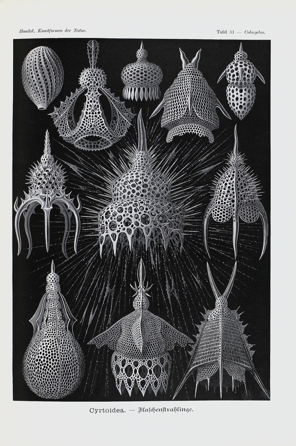 Ernst Haeckel, Kunstformen der Natur, (1899–1904), 31. tábla