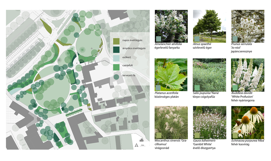 A balatonboglári Vörösmarty tér tájépítészeti megújítása, tervezett növényfoltok