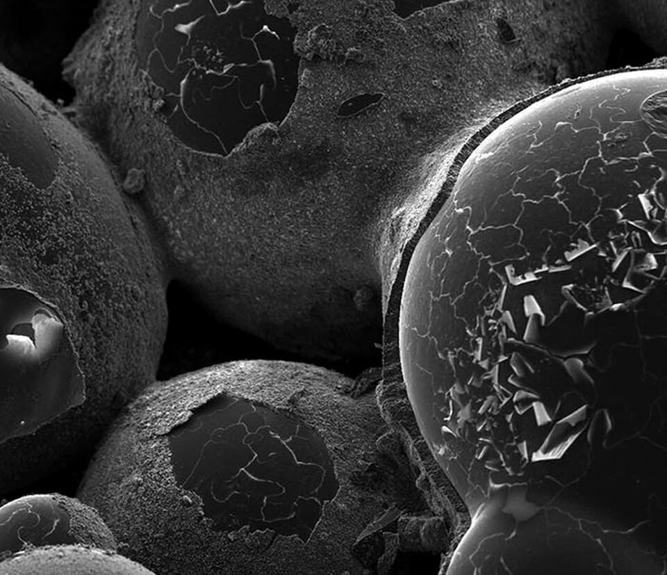 Biocement mikroszkopikus képe – forrás: Biomason | Twitter