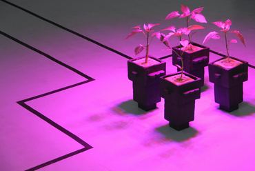 Capsicum – tervező: Fuzzy Earth