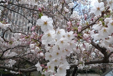 Somei Yoshino cseresznye, fotó: Várhelyi Judit