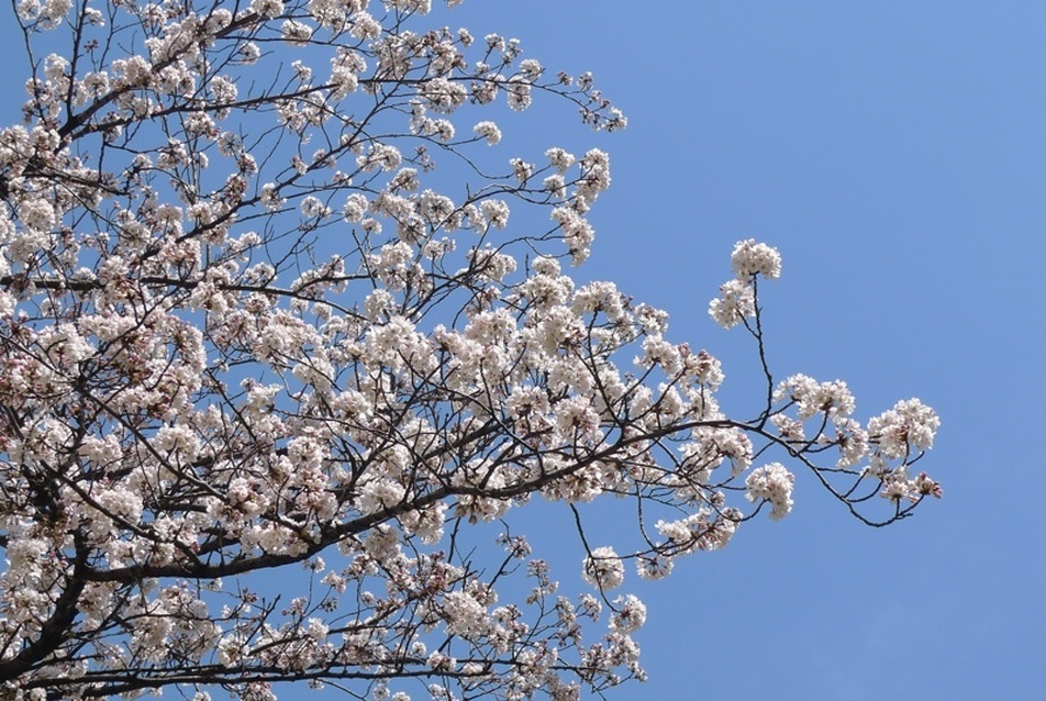 Somei Yoshino cseresznye, fotó: Várhelyi Judit