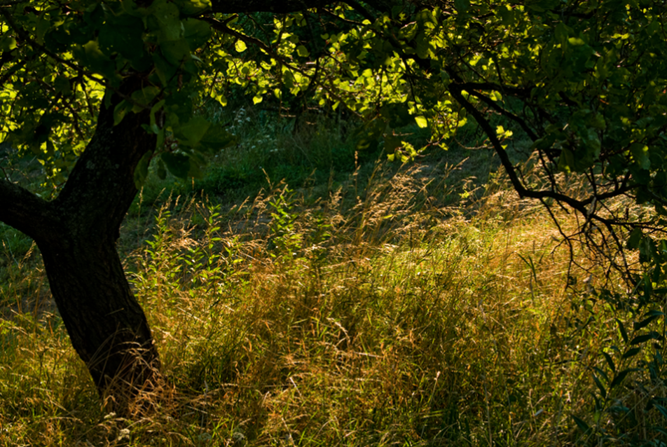 Hospodár © Török Tamás / copia.hu