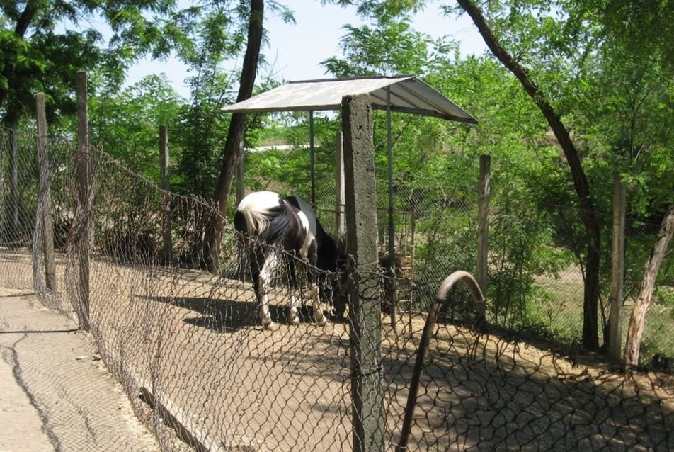 Tordai állatkert jelenlegi helyzet