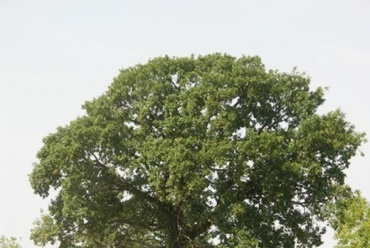 Helyileg védett fa az új park területén