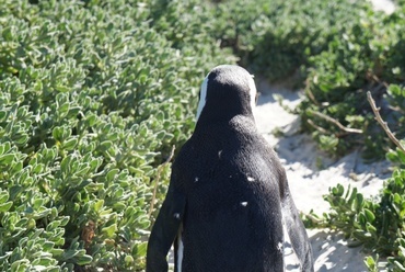 Egy pingvin Afrikában  - fotó: Bardóczi Sándor