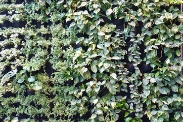 Green Fortune zöldfal - növények, fotó: Pók Enikő
