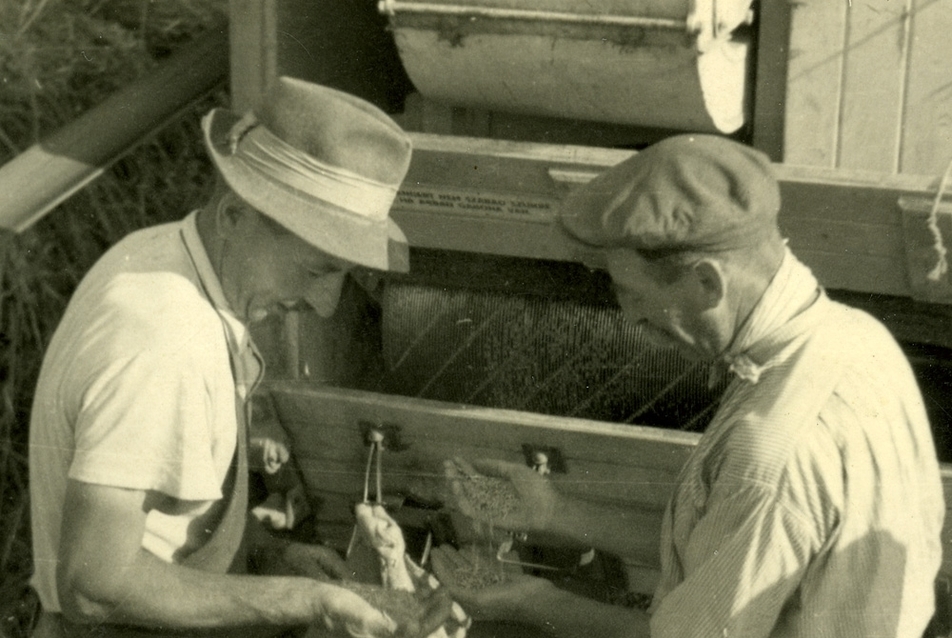 Mőcsényi József aratásnál, 1942 körül (részlet)