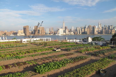 New York, Brooklyn, Eagle Street Rooftop Farm