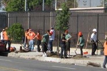 Million Tree Project, Los Angeles