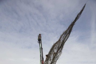 Angol tölgy is érkezik az installációra. Az elsőt épp itt próbálják a kamionra föltenni. 