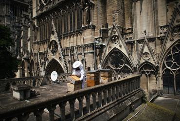 Kaptárak a Notre-Dame tetején. Fotó: New York Times