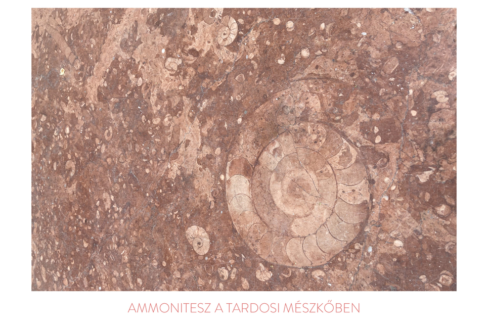 Ammonitesz – a Nanavízió terve a Tata Szíve pályázaton