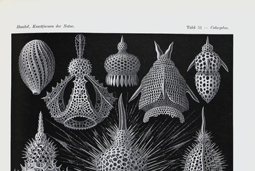 Ernst Haeckel, Kunstformen der Natur, (1899–1904), 31. tábla