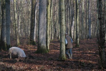 Paradigmaváltás – Az extenzív erdei sertéstartás és az erdei életközösségek kapcsolata megismerhető a tudományos és hagyományos ökológiai tudás szemüvegén keresztül is a Száva folyó ártéri tölgyeseiben, Szerbiában. fotó: Demeter László