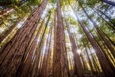 Muir Woods