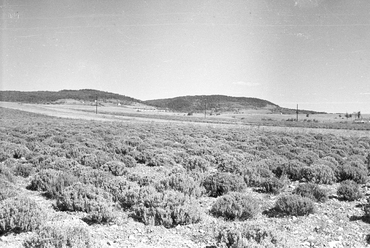 Balatonakali, levendulás, 1959 / Fortepan 45058, Mészáros Zoltán.